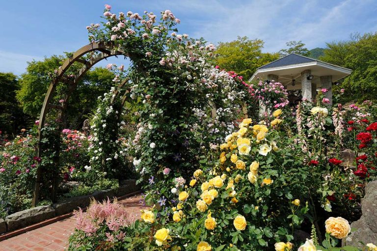 Hakone Gora Park – A Floral Paradise in Hakone!