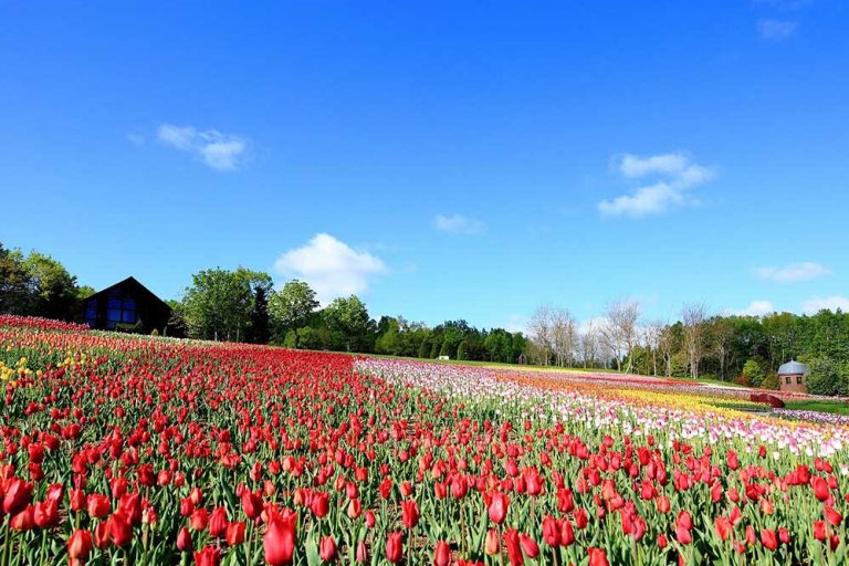Takino Suzuran Hillside National Government Park – A country garden unique to Hokkaido