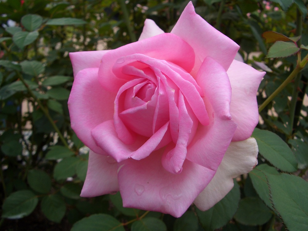 This rose was created by breeder Kikuo Teranishi. 