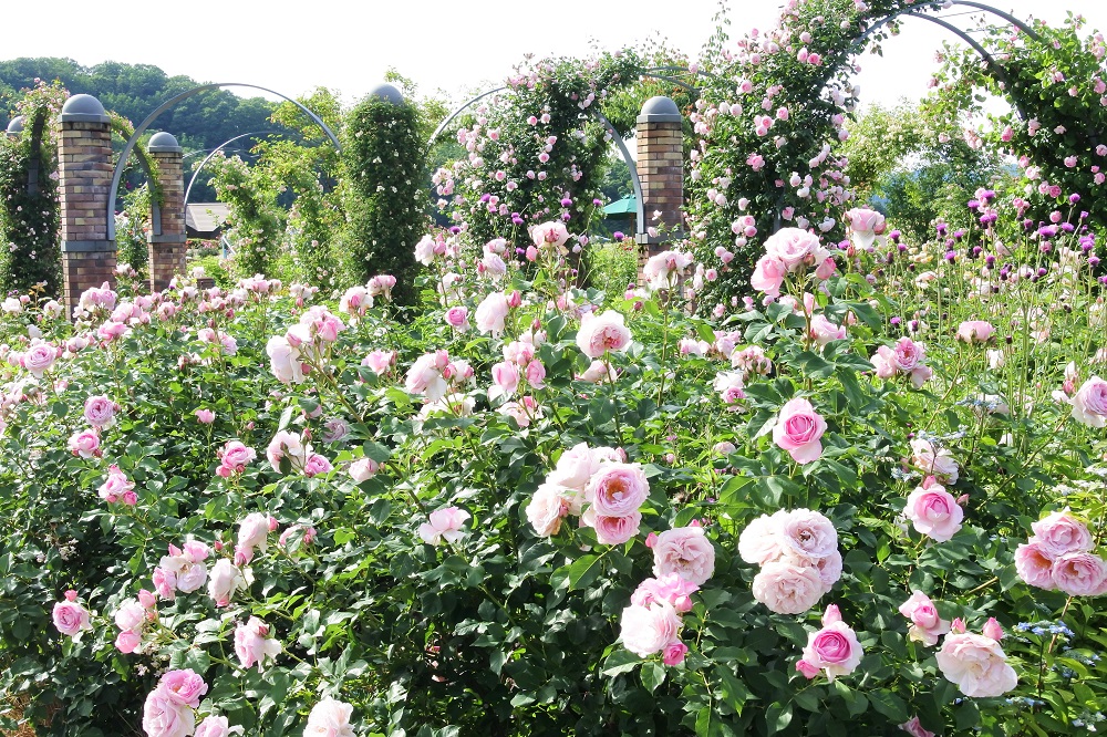The best time to see roses is from the end of May to mid-June, and October.