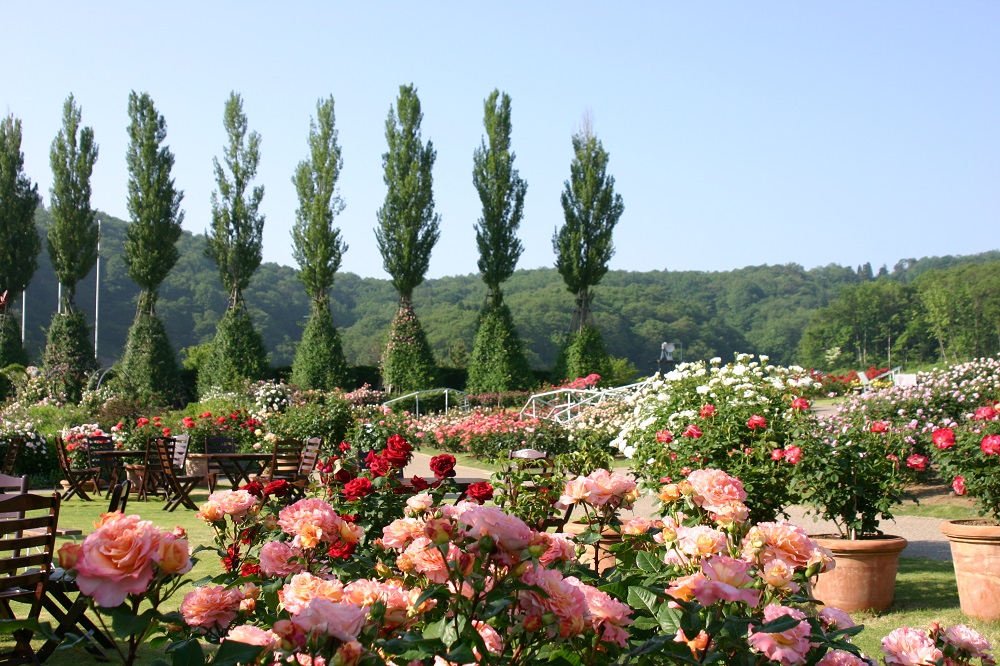 symbolic of “The Fragrant Rose Garden at Echigo Hillside Nat’l Gov.Park”.