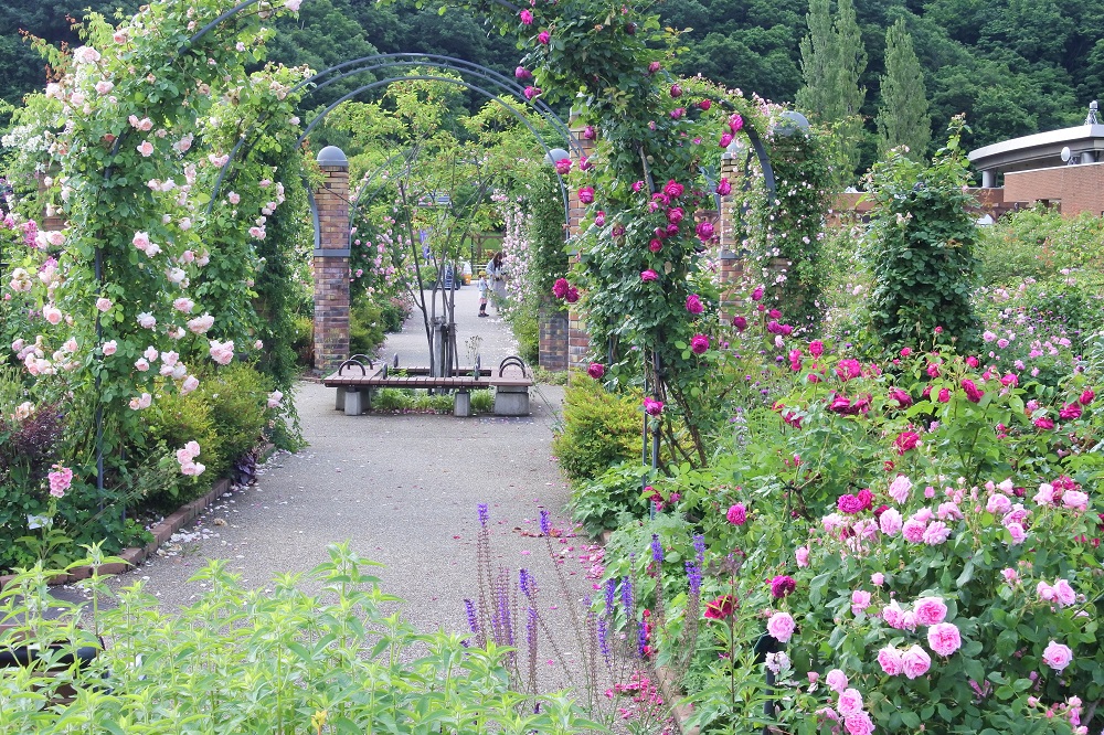 Visitors can freely stroll through the tunnel of arching roses