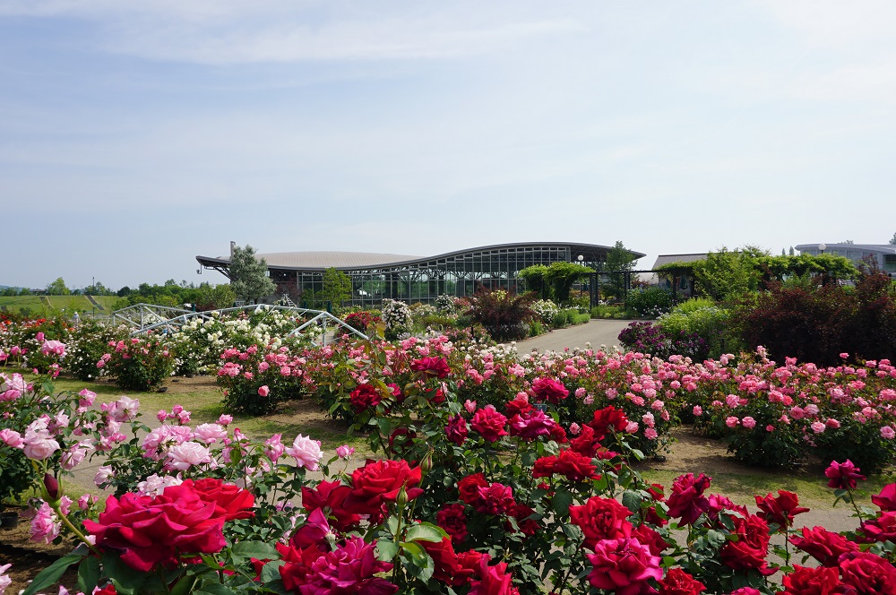 This area features a collection of fragrant roses