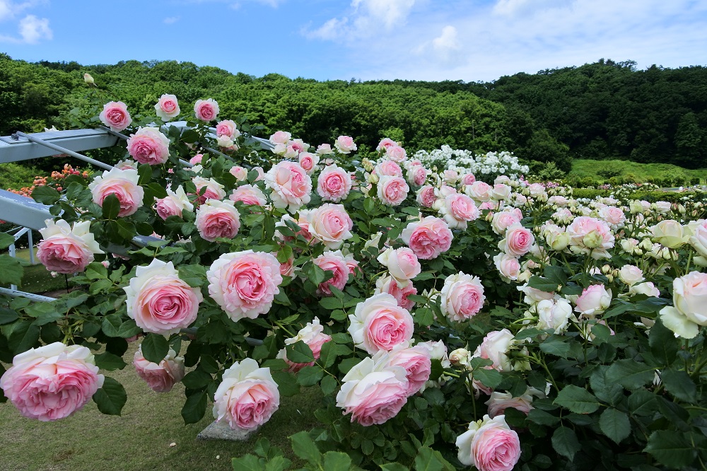 In this area, 1.5-meter-tall(approx.1.5ft.-tall) obelisks are arranged in a fan shape to showcase the roses as a unified display. 