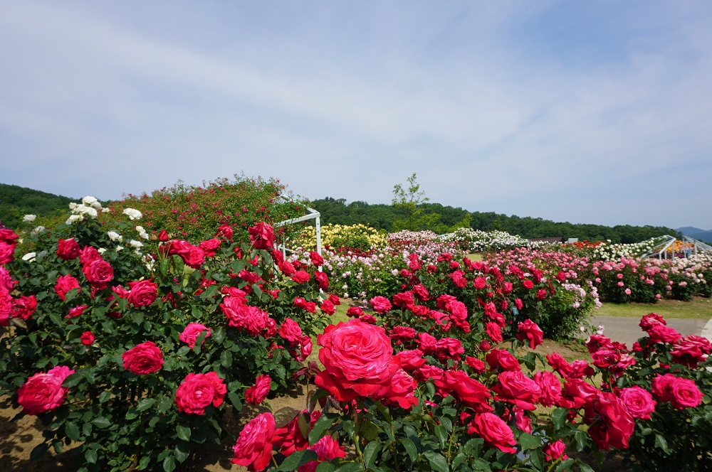 you can observe unique training and pruning methods