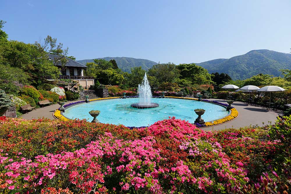 Vibrant Flowers in Every Season, Glowing at 2,000 feet Above Sea Level