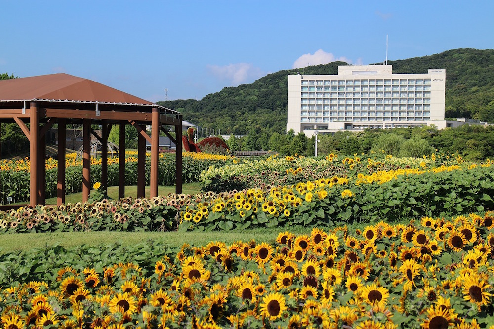 sunflowers reach their peak bloom from early July to mid-August. 