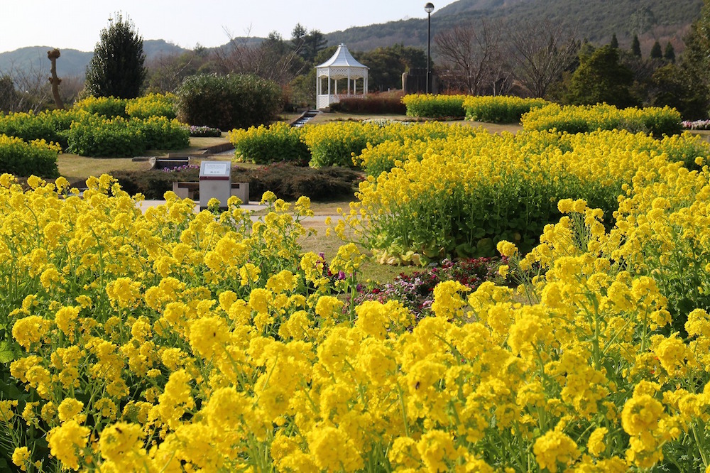 A Stunning Display of Synchronized Blooms
Don't Overlook the Striking Tulip Beds in Full Color!
