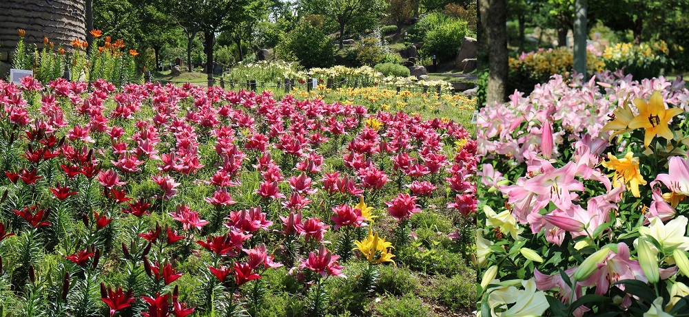 The best time to see lilies is from early June to mid-July. 