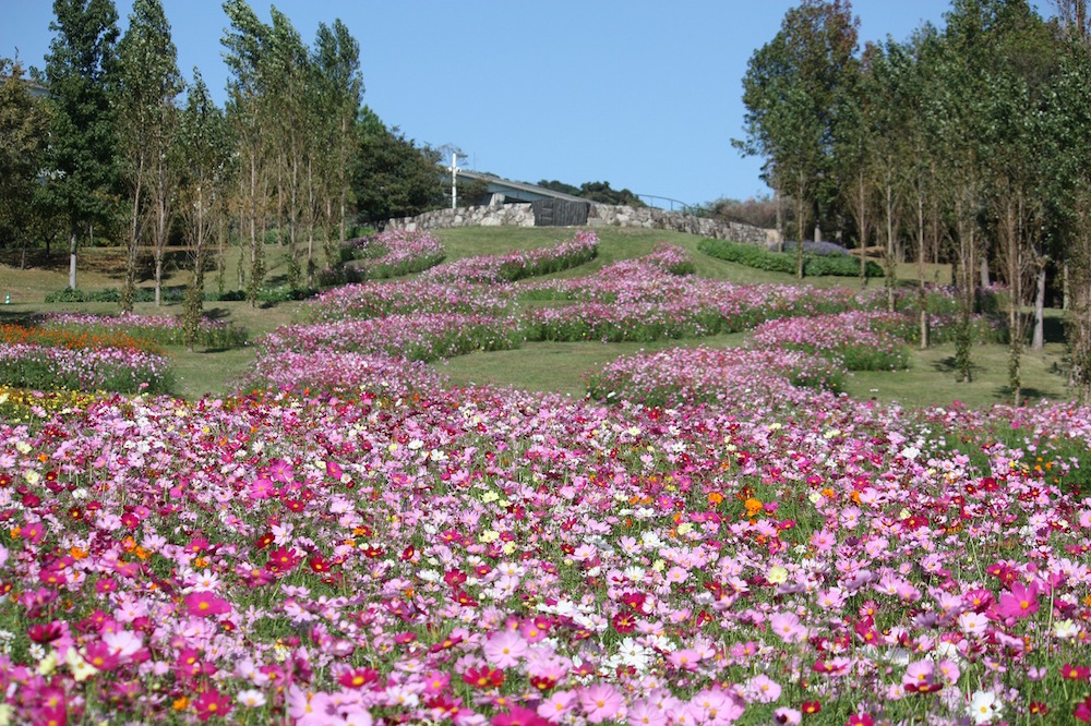 From late September to late October, cosmos take center stage.