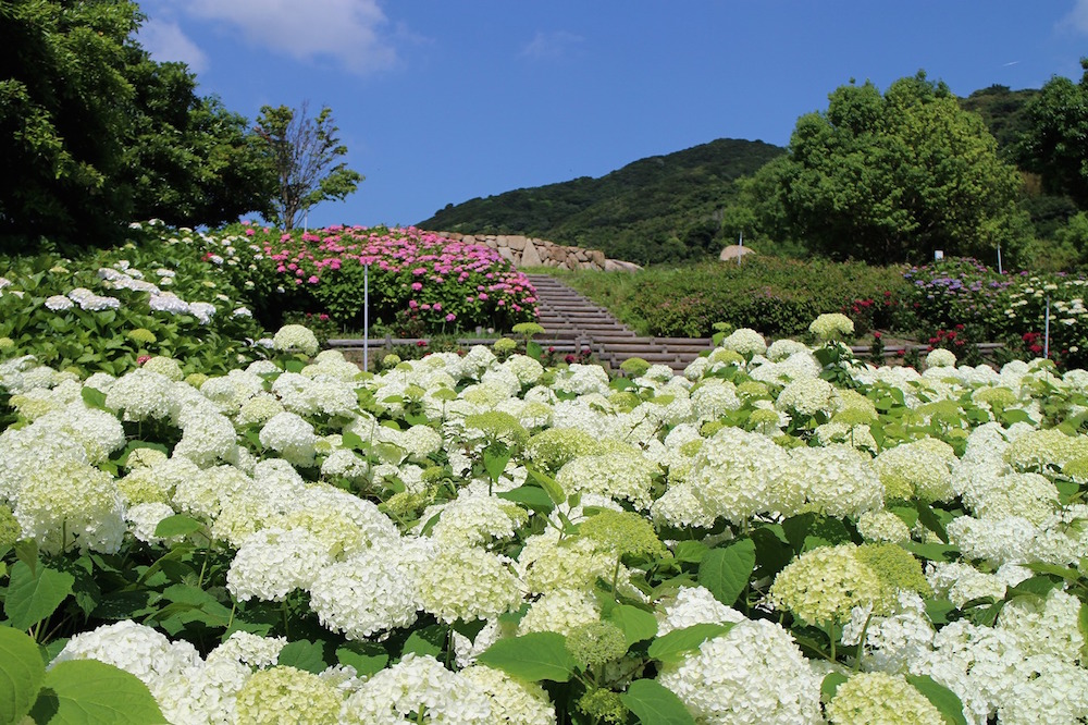 Seas of Hydrangeas, Lilies, and Sunflowers in Summer
Enjoy the Breathtaking Scenery of Vibrant Flowers in Full Bloom!