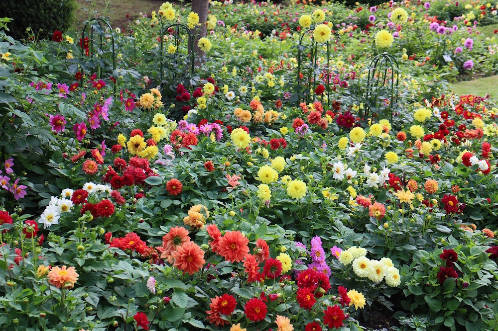 Autumn Dahlias and Cosmos, Winter Christmas Roses
A Garden You'll Want to Visit Again and Again, All Year Round