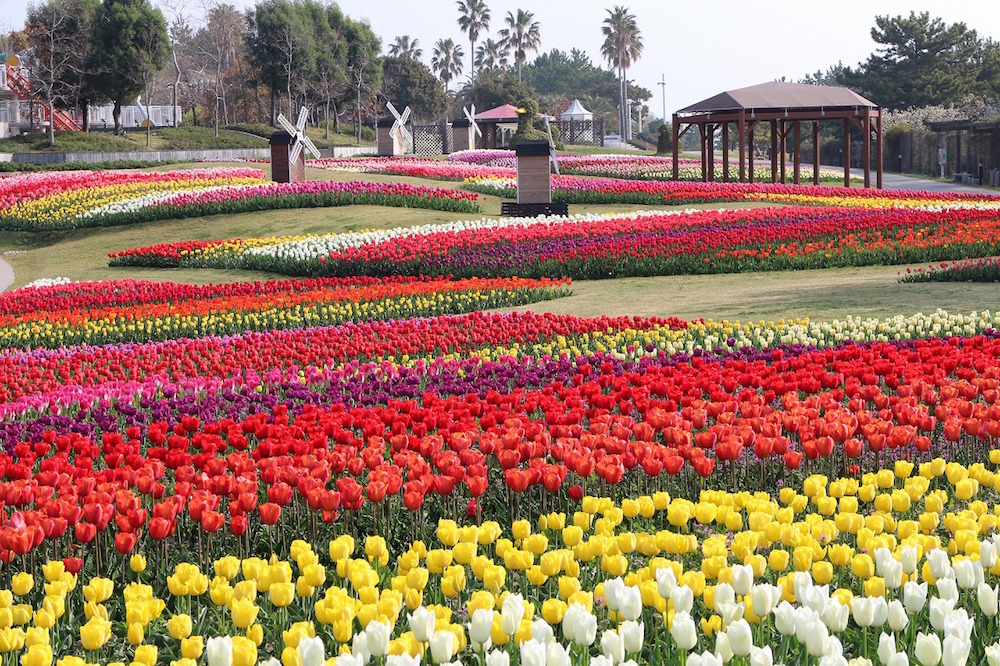 From late March to mid-April, tulips reach their peak bloom. 