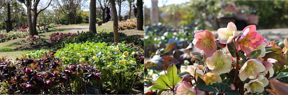 From late December to early April, Christmas roses are in full bloom