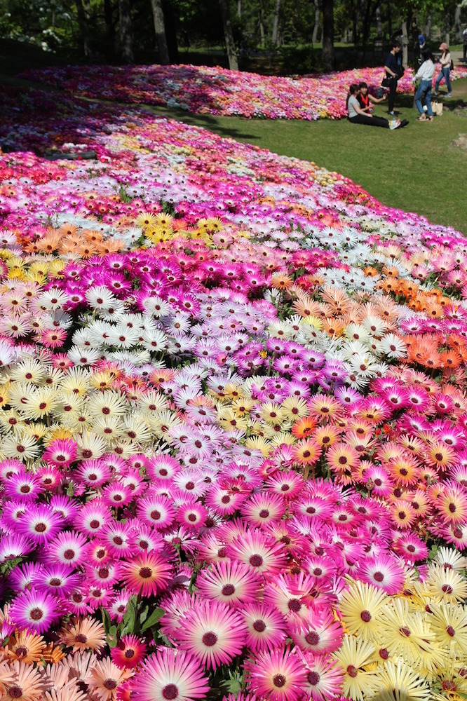 The best time to see the Livingstone daisies is from mid-April to early May. 