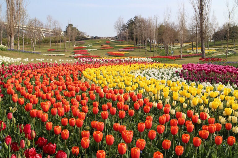 Awaji Island Akashi Kaikyo National Government Park―A Treasure Trove of Instagrammable Scenery