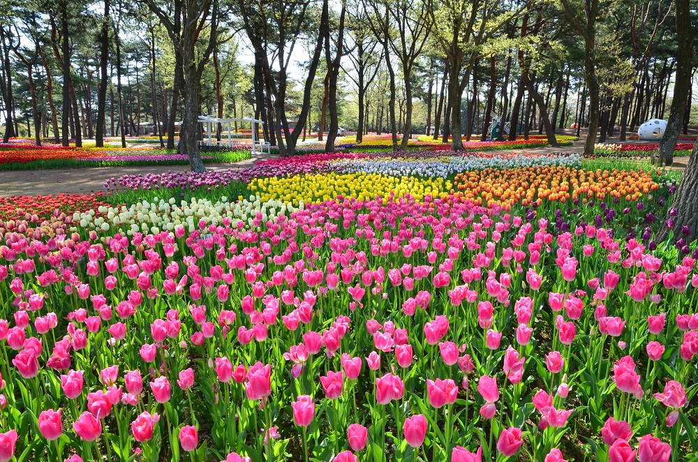 The highlight of spring at the Hitachi Seaside Park is undoubtedly the tulips