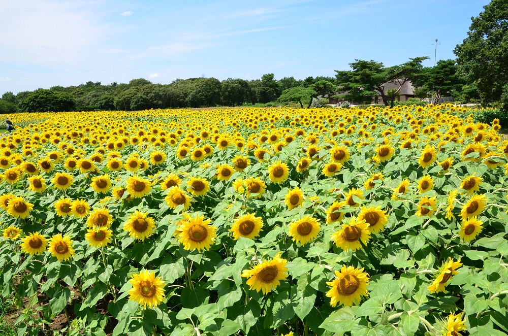 Enjoy Sunflowers and Fluffy Kochia in Summer!
