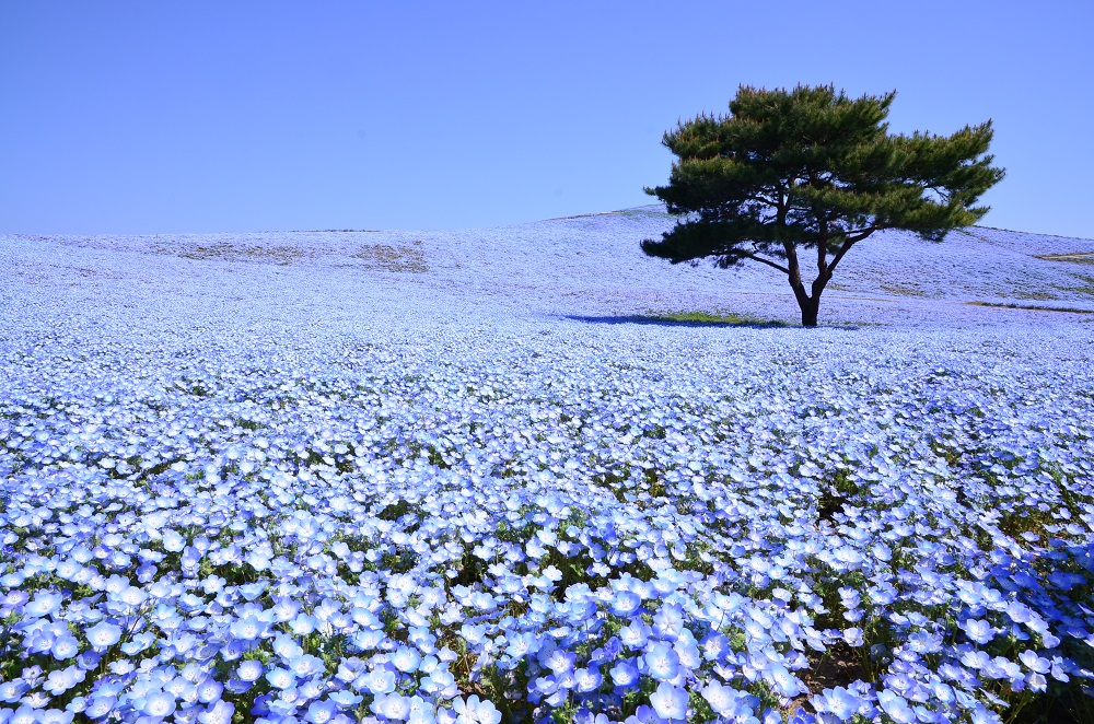 nemophila