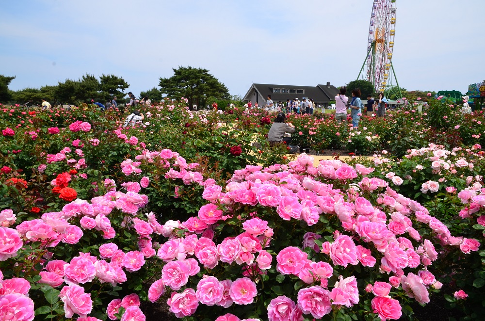Ibaraki Rose Festival