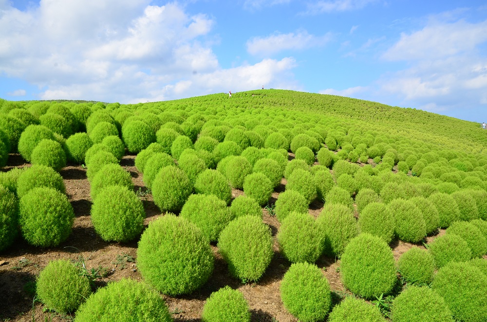 green kochia bushes cover the “Miharashi Hill”