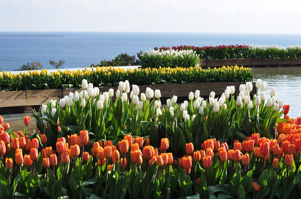 Nemophila May Be the Star of Spring, 
But Don't Overlook the 250,000 Tulips!