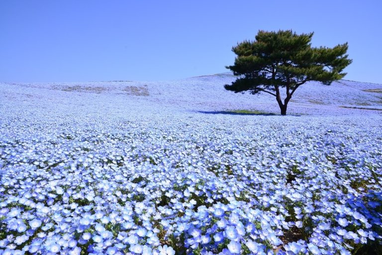 Hitachi Seaside National Government Park – Famous for its breathtaking view of nemophila flowers