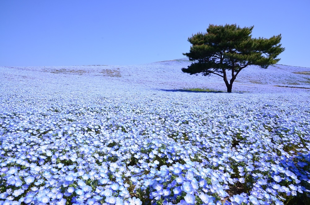 Hitachi Seaside National Government Park – Famous for its breathtaking view of nemophila flowers