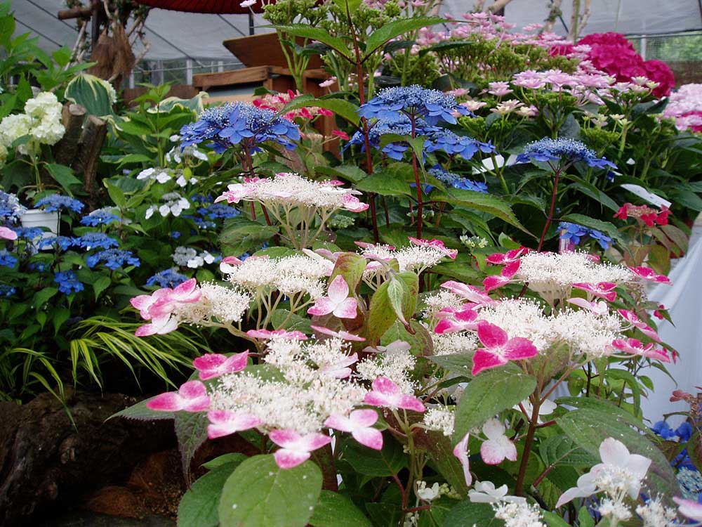 The best time to see hydrangeas is from mid-June to early July. 