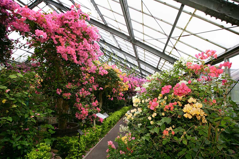 The Bougainvillea Pavilion