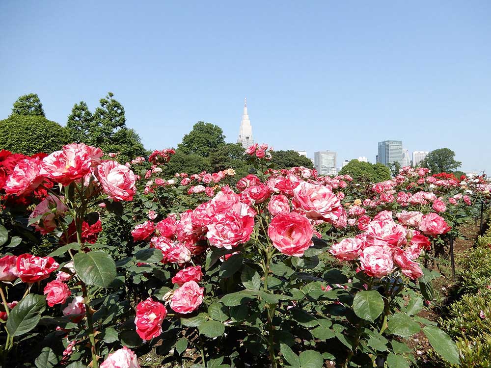 rosegarden