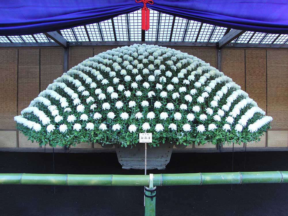 Chrysanthemum Exhibition