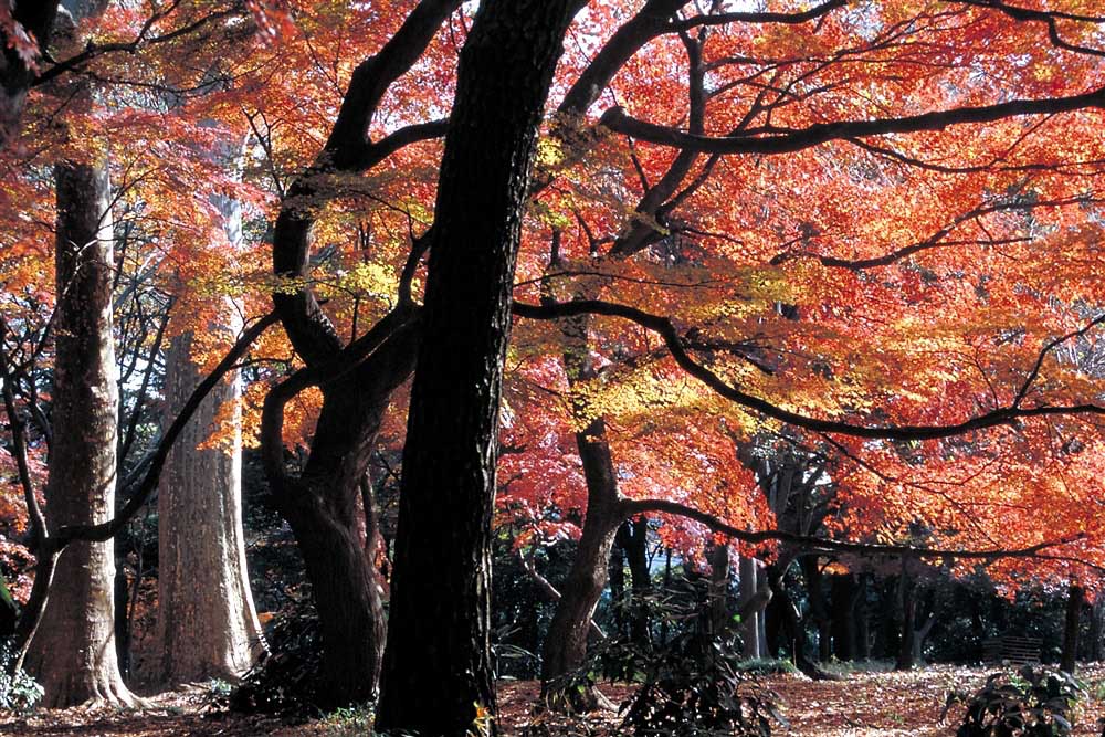 autumn leaves in Shinjuku Gyoen