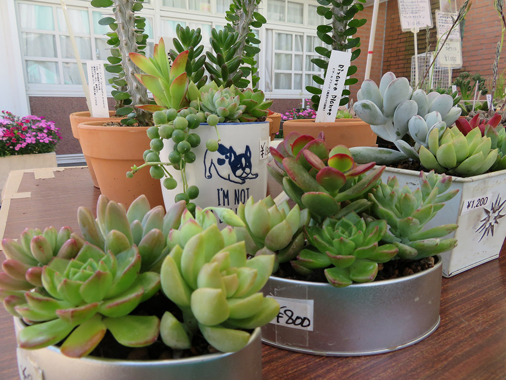 Take a Look at the “Flower Market” Held Monthly 
Restaurants and Gift Shops offer a Variety of Original Items!
