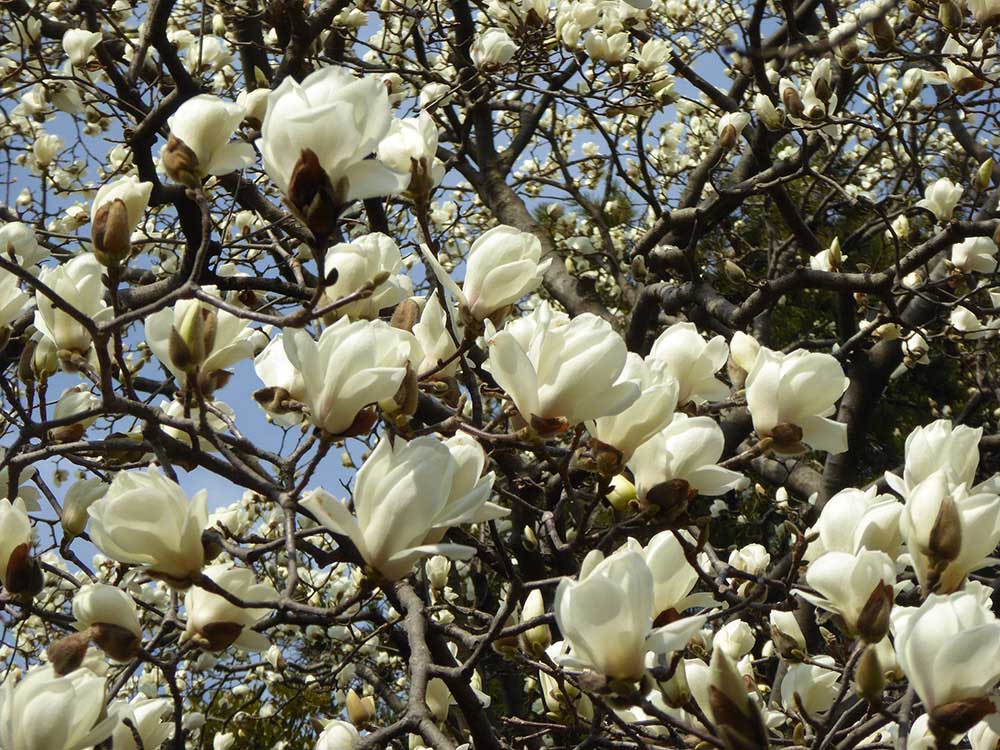 In spring, Shinjuku Gyoen is adorned with cherry blossoms, azaleas, white magnolias, and dove trees