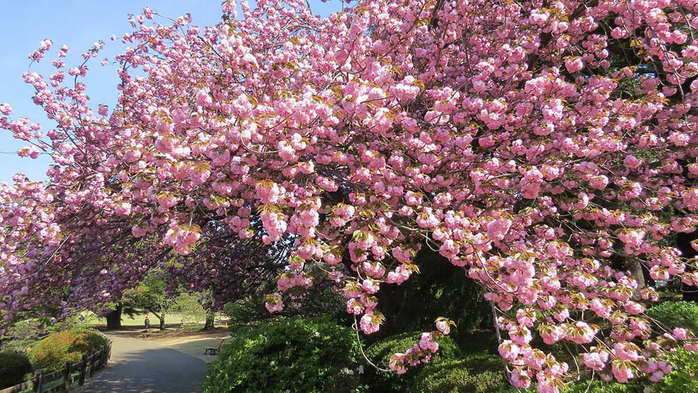 A Historic Garden Graced 
with Over a Century of Timeless Elegance
