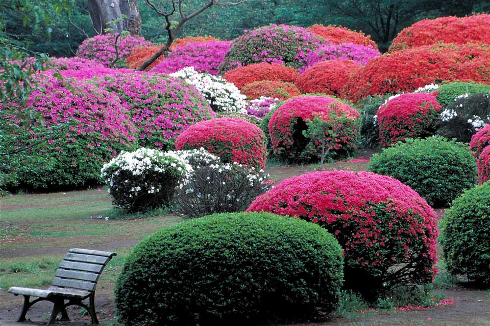 The azaleas are at their best from late April to early May. 