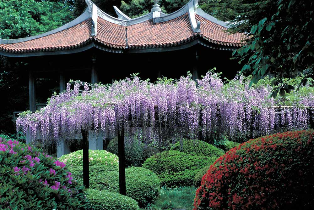 two wisteria trees