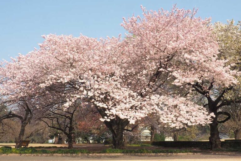 Shinjuku Gyoen National Garden―A Historic Garden Carrying On the Legacy of the Imperial Garden