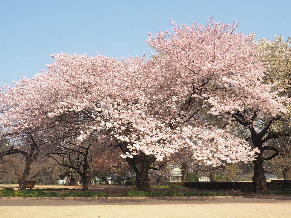 Shinjuku Gyoen National Garden―A Historic Garden Carrying On the Legacy of the Imperial Garden