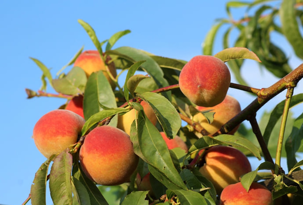 "living fruit museum." 