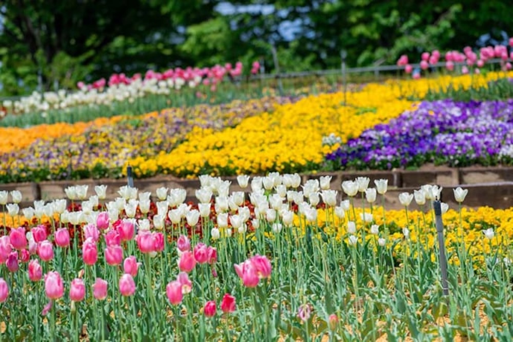 Stunning Sloped Flower Beds Make a Bold Impression!
A Variety of Events Held in the Orchard Area