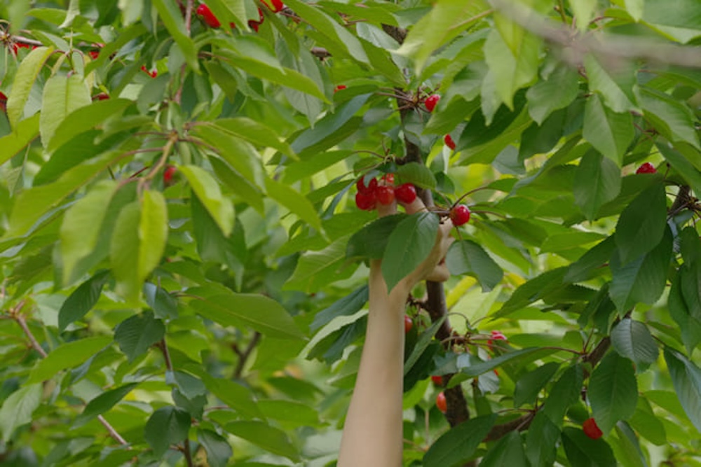cherries