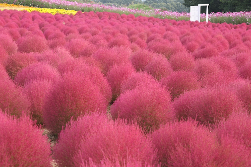 “Kochia and Cosmos Hill” at FLOWER VILLAGE – HANAYUME NO SATO