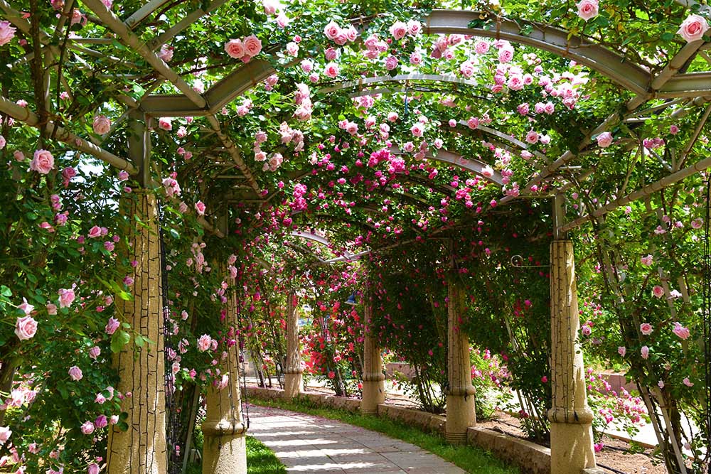 Heidi's Village is also beloved as a famous flower spot.