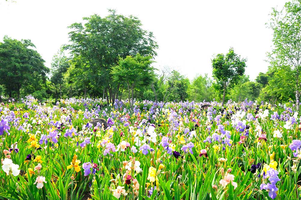 In May, be sure to head out to see the German irises. 