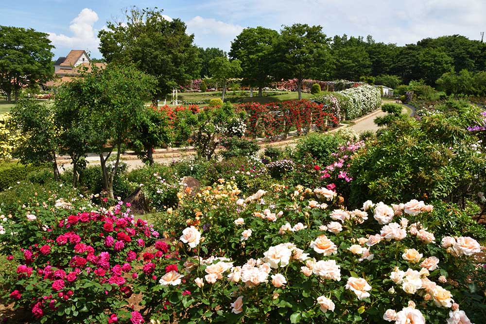 From late May to late June, Heidi’s Village enters its rose season. 