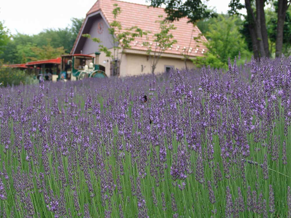 In July, the lavender reaches its peak. 