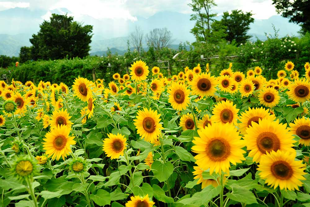 In mid-August, approximately 5,000 sunflowers will be in full bloom. 
