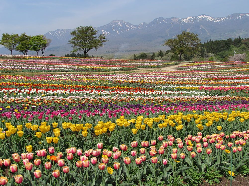 These dynamic flower fields are arranged in simple, striped zones